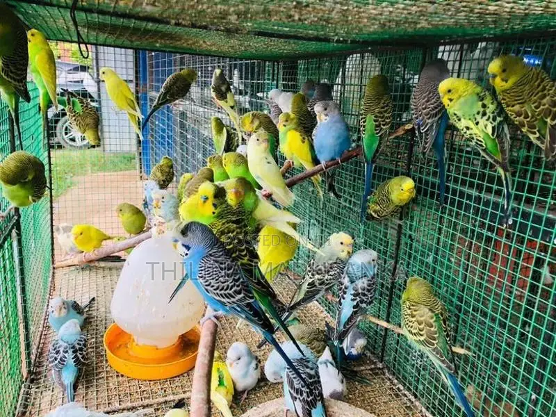 Love Birds