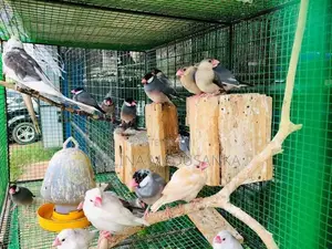 Java Birds