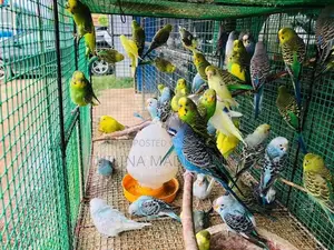 Love Birds
