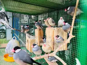 Java Birds