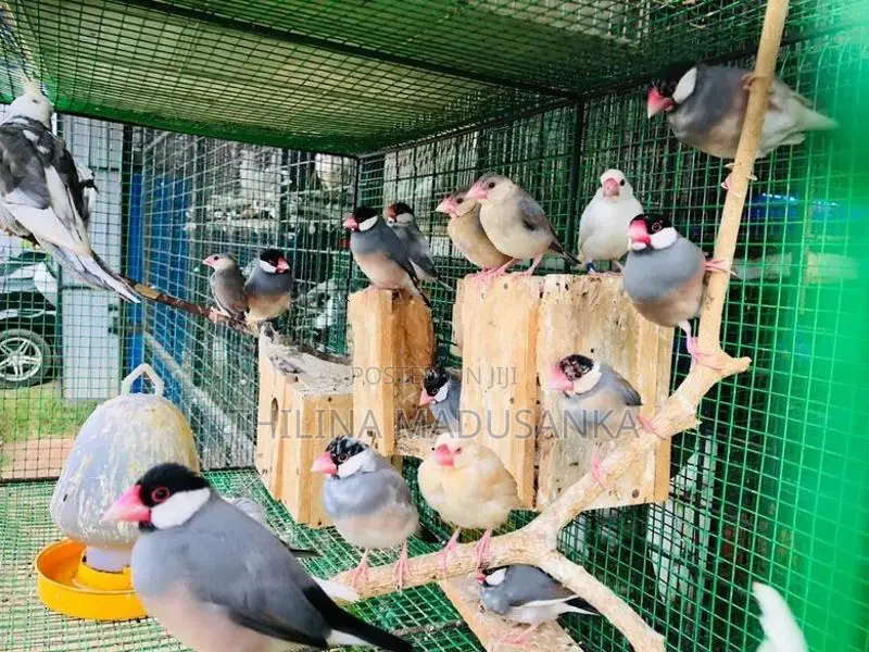 Java Birds