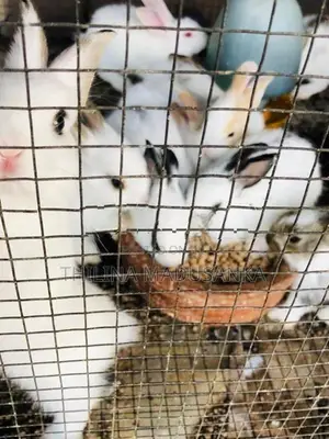 Rabbit