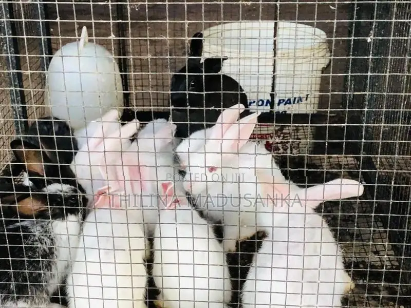 Rabbit
