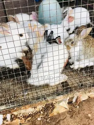 Rabbit