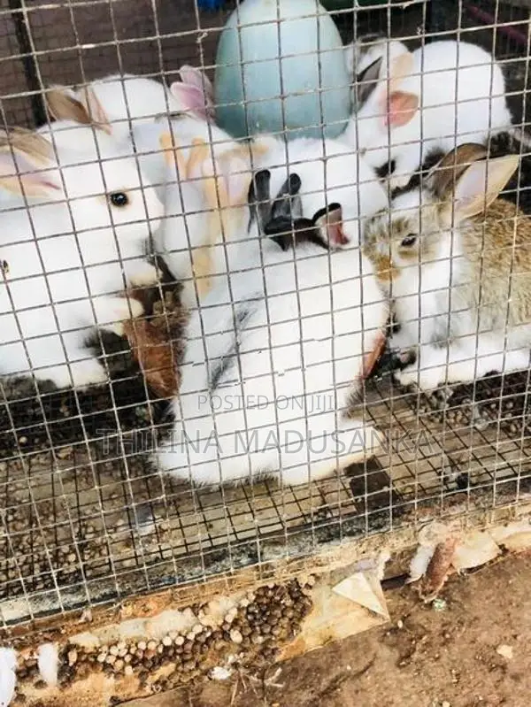 Rabbit