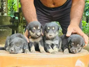 German Shepherd Crossed Puppy | Dog