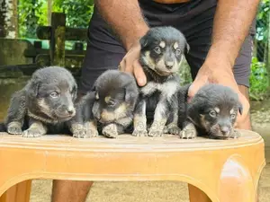 German Shepherd Crossed Puppy | Dog