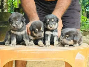 German Shepherd Crossed Puppy | Dog
