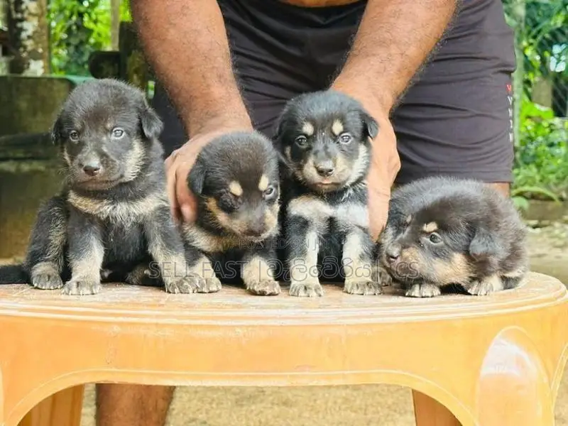 German Shepherd Crossed Puppy | Dog