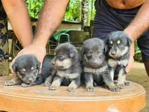 German Shepherd Crossed Puppy | Dog