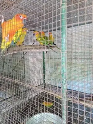 Sun Conure Bird