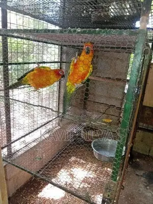 Sun Conure Bird