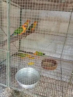 Sun Conure Bird