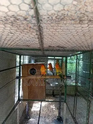 Sun Conure Bird