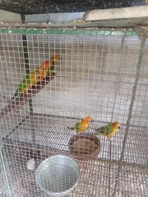 Sun Conure Bird