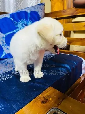 Labrador Puppy