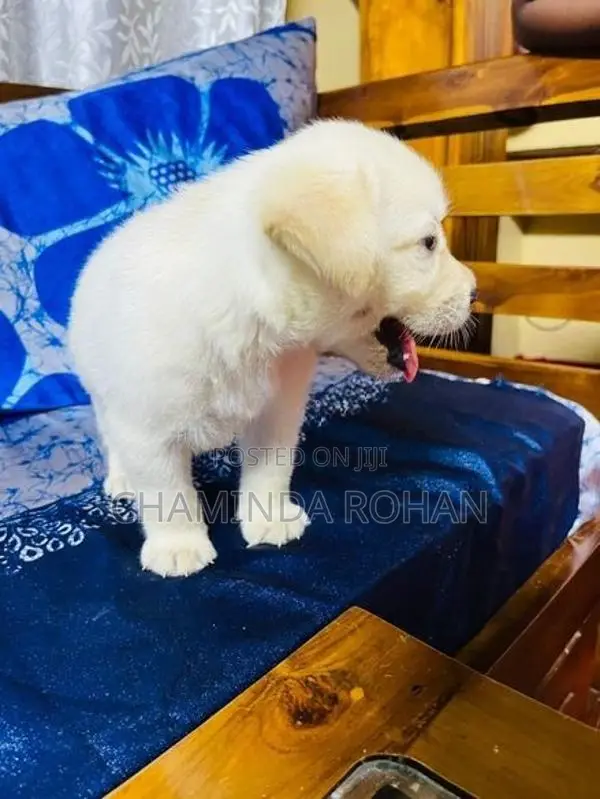 Labrador Puppy