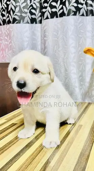 Labrador Puppy