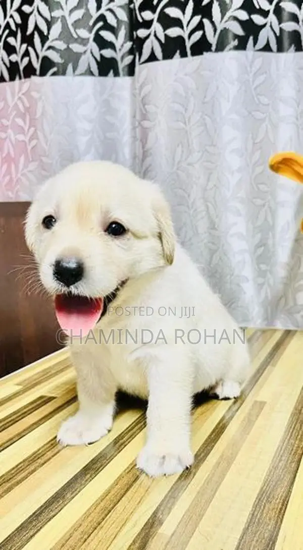 Labrador Puppy