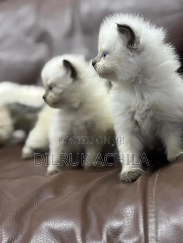 Persian Cat