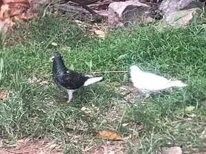Pigeon