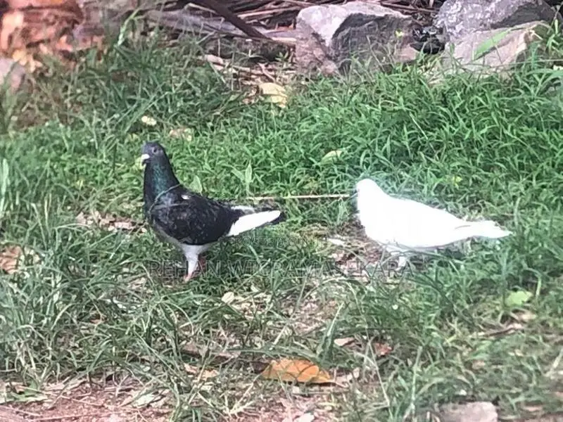Pigeon