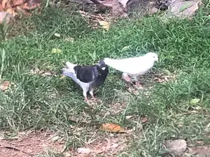Pigeon