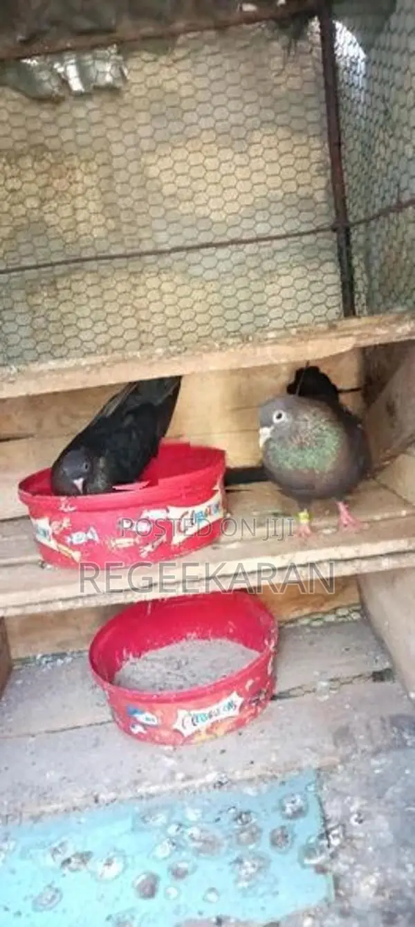 Kolan Pigeon