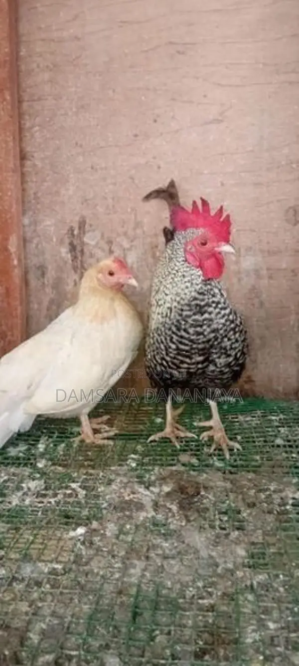 Oeg Bantam Chicken
