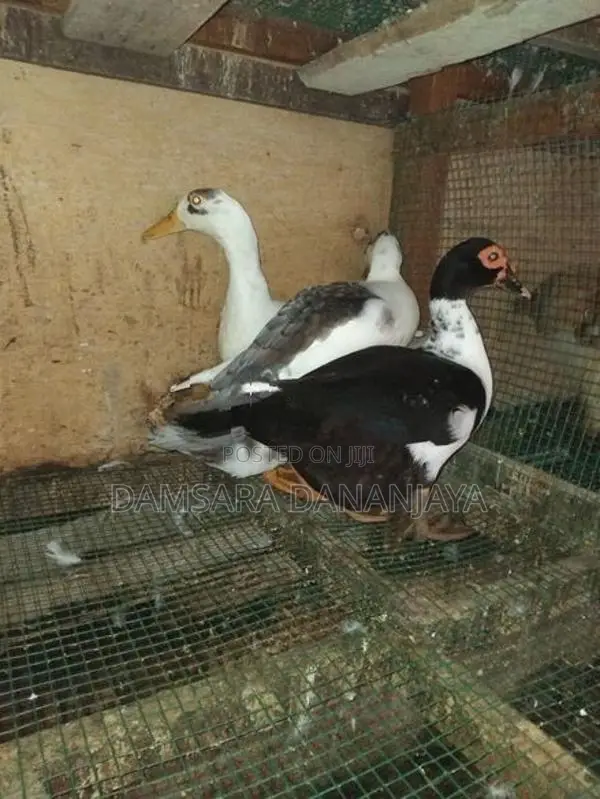Ducks