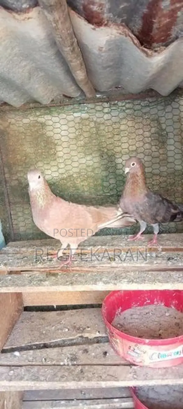 Kolan Pigeon