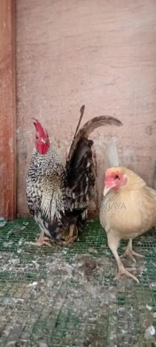 Oeg Bantam Chicken