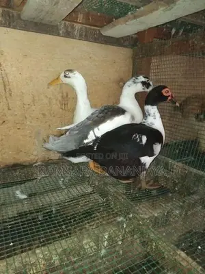 Ducks