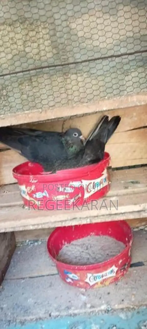 Kolan Pigeon