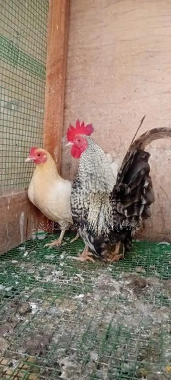Oeg Bantam Chicken