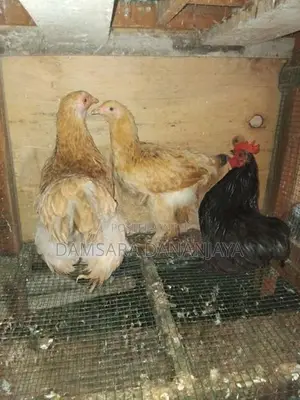 බ්‍රහ්ම සහ කොචින් කුකුලන්