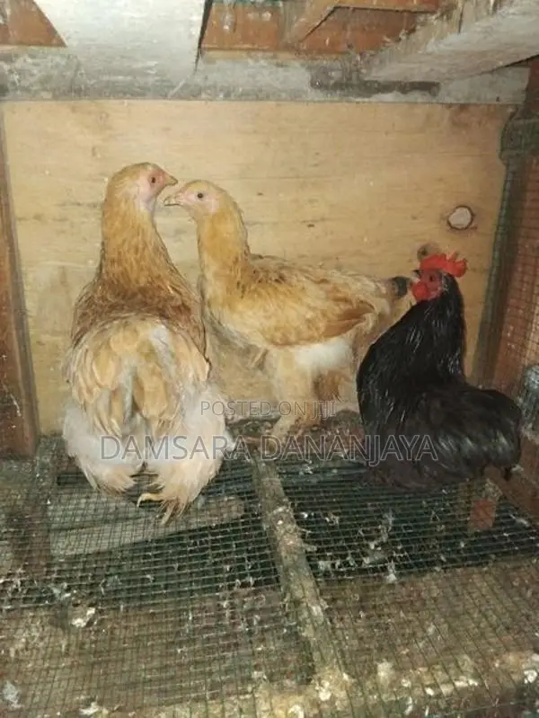 බ්‍රහ්ම සහ කොචින් කුකුලන්