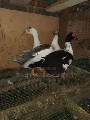 Ducks