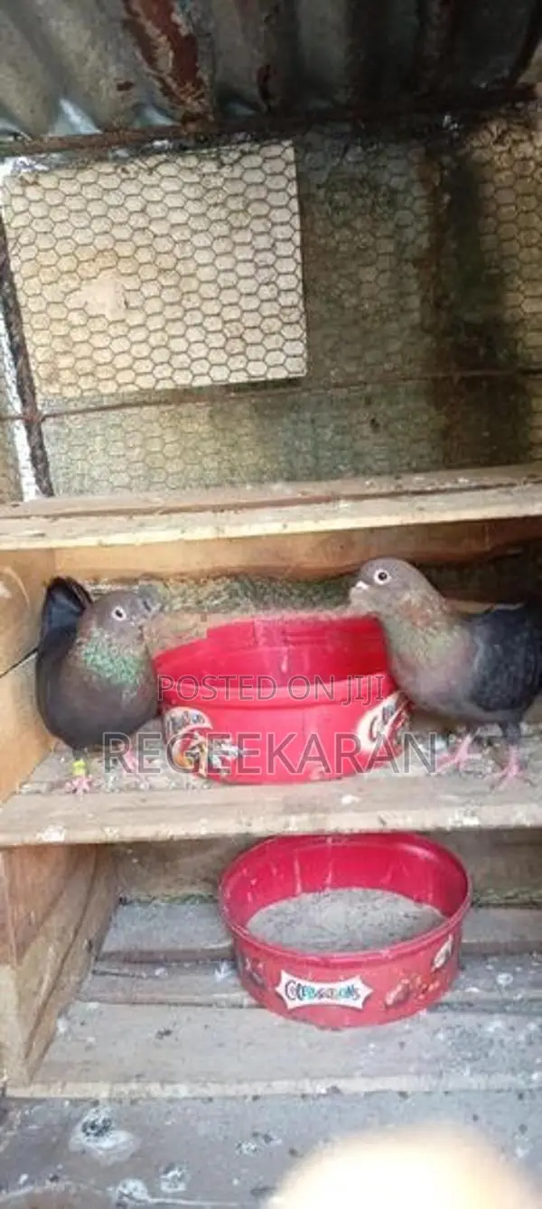 Kolan Pigeon