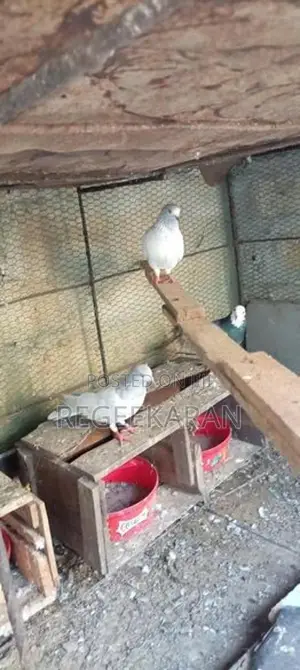 Kolan Pigeon