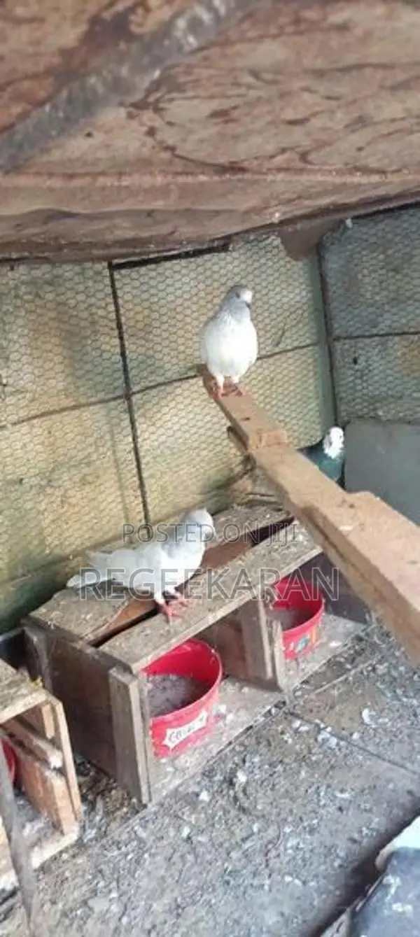 Kolan Pigeon