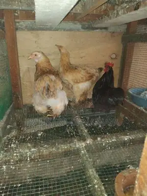 බ්‍රහ්ම සහ කොචින් කුකුලන්