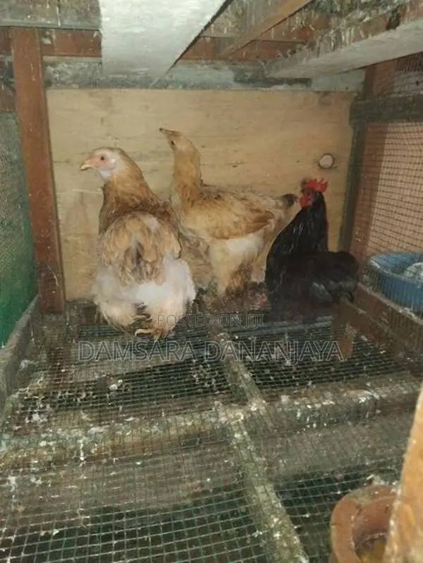 බ්‍රහ්ම සහ කොචින් කුකුලන්