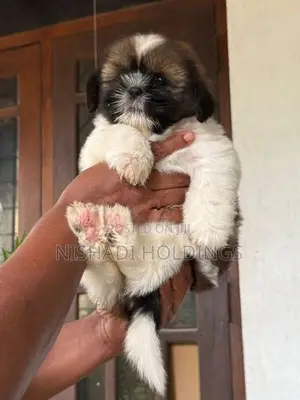 Shih Tzu Puppy