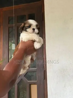 Shih Tzu Puppy