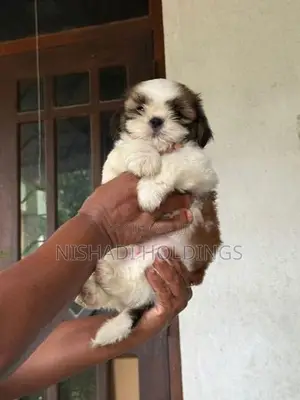 Shih Tzu Puppy
