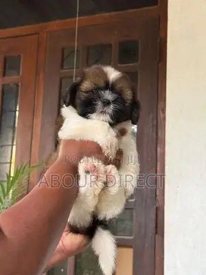 Shih Tzu Puppy
