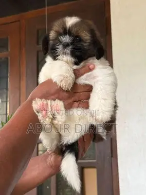 Shih Tzu Puppy