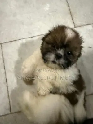 Shih Tzu Puppy