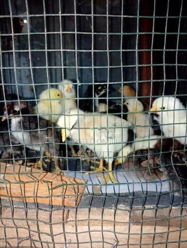 ஊர்க்கோழி குஞ்சுகள்